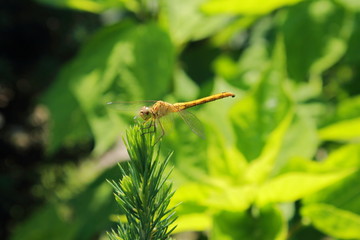 Dragonfly