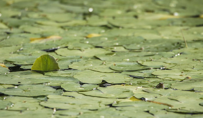 Blatt im Teich