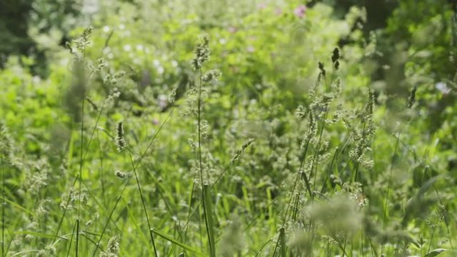 meadow wild grass in 180fps focus pull in slow motion