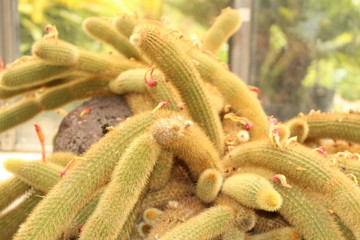  "Golden Rat Tail" cactus in Innsbruck, Austria. Its scientific name is Cleistocactus Winteri, native from Argentina to Uruguay.