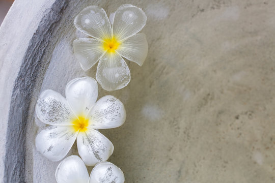 floating plumeria