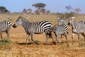 Naklejka na ściany i meble Zebras in Kenya's Tsavo Reserve