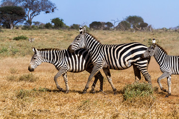 Fototapeta na wymiar Zebras in Kenya's Tsavo Reserve