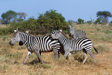 Fototapeta na wymiar Zebras in Kenya's Tsavo Reserve