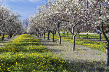 Cherry Blossom in random wineries at Traverse City, Michigan