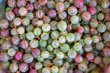 Fresh pink and green gooseberries making full frame background