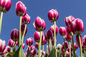 Tulips garden at Holland, Michigan
