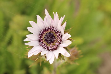 Mauve and purple "Zulu Warrior" flower (or African Thistle, Purple Berkheya, Bloudisseldoring, Sehlohlo) in Innsbruck, Austria. Its scientific name is Berkheya Purpurea, native to South Africa.