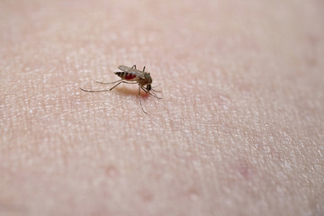 mosquito