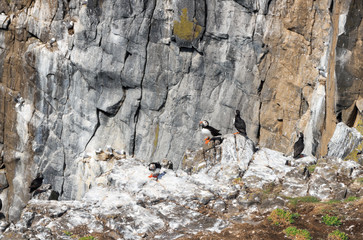 Isle of May, United Kingdom