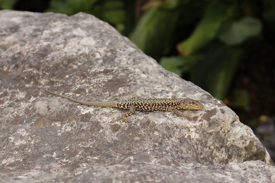 "Common Wall Lizard"(or European wall lizard) (Podarcis muralis) is basking in the sun in Innsbruck, Austria. It can grow to about 20 cm (7.9 in) in total length.
