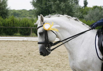 Head shot of a beautiful award-winning grey colored purebred horse in the arena