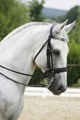 Side view portrait of a beautiful grey dressage horse during work