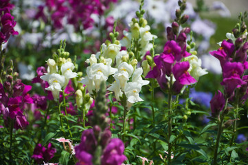 Львиный зев. Цветы.