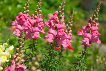 Львиный зев. Цветы.