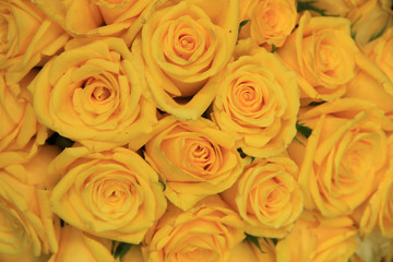 Yellow wedding roses