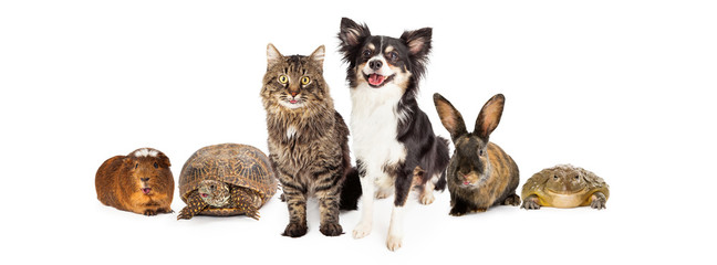 Happy and Smiling Group of Pets