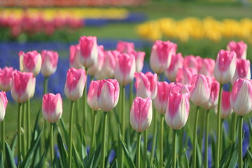 湧別チューリップ公園