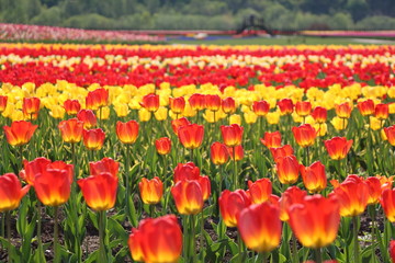 湧別チューリップ公園