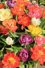 Multicolored tulip bouquet