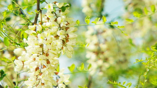 Branch With Flowers Of Acacia Swaying On Breeze