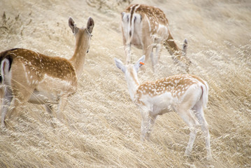 3 Deer in the grass
