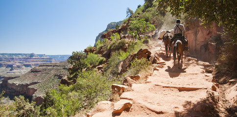 Caravan heading up the Grand Canyon with supplies