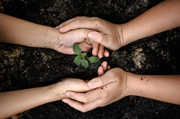 Seedling of plant in child hand