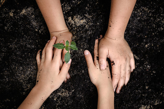 Seedling of plant in child hand