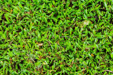 Grass background