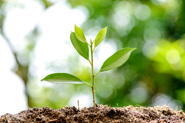 Young plant growing on soil