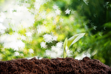 Young green seedling of plant germninate