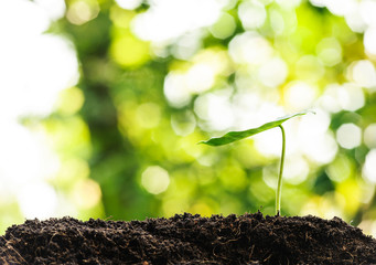 Young green plant growing on soil with green bokeh