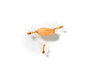 Ant carry egg