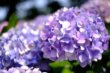 紫陽花