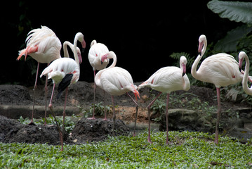 Flamingos in a pack