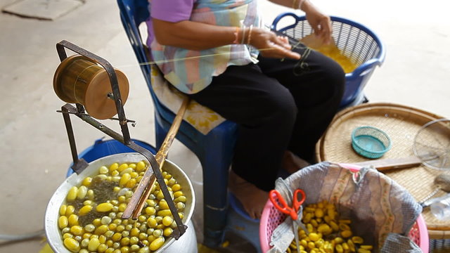 Silk fabric manufacturing process at home : silk fibers from rearing yellow insect cocoons boiling in hot water slung across the spinning roller, then woman manual draw united thread to the basket.