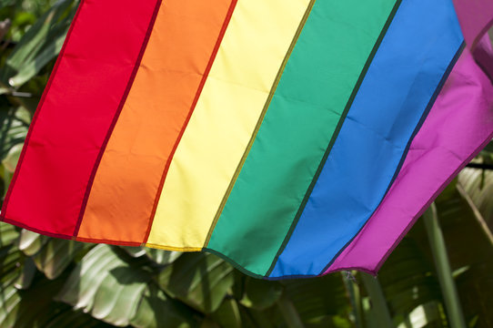Gay pride rainbow flag flies against tropical background of lush palm fronds