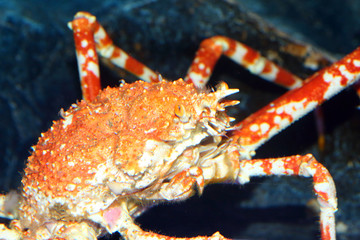 Japanese spider crab (Macrocheira kaempferi) in Japan