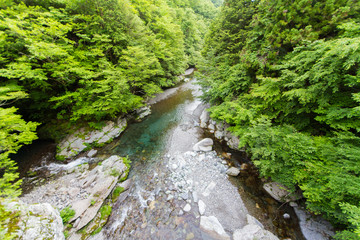 徳島県　奥祖谷二重かずら橋　男橋から見た祖谷川