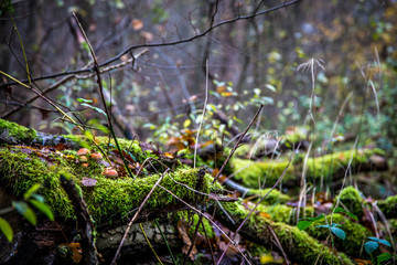 Mit Moos &uuml;berzogene &Auml;ste