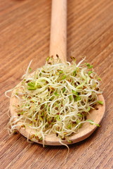 Alfalfa and radish sprouts on scoop, wooden background