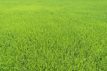 Obraz na płótnie Canvas green paddy rice field background 