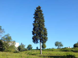 Ель в московской области