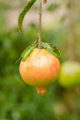 Pomegranate fruit is hanging on the tree