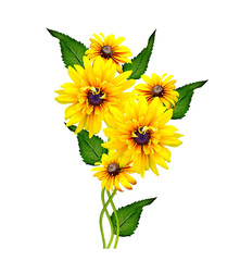 Yellow rudbeckia flower on a white background