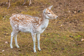 Naklejka na ściany i meble Female fallow deer doe at park