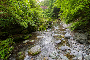 徳島県　奥祖谷二重かずら橋　女橋から見た男橋