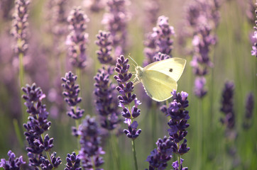 butterfly on lavender