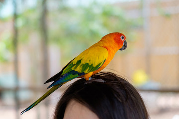 A Sun Parakeet parrot standing on the head